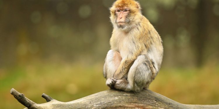 Menino morre após ser atacado por macaco criado pela própria família