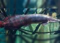 Pescadores serão cadastrados para pesca e abate de pirarucu no DF