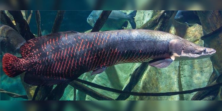 Pescadores serão cadastrados para pesca e abate de pirarucu no DF