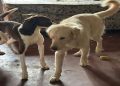 Polícia de Goiás resgata cães abandonados há 10 dias em casa. Veja vídeo
