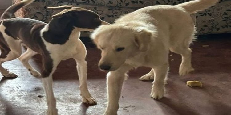 Polícia de Goiás resgata cães abandonados há 10 dias em casa. Veja vídeo