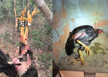 Rinha de galos é fechada no DF; cerca de 40 animais foram resgatados
