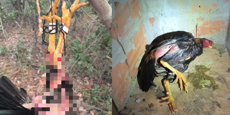 Rinha de galos é fechada no DF; cerca de 40 animais foram resgatados