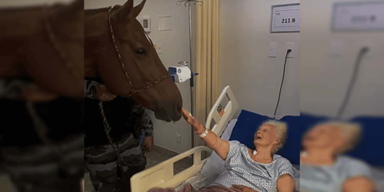 Cavalo da PMGO visita hospital e ajuda na recuperação de pacientes