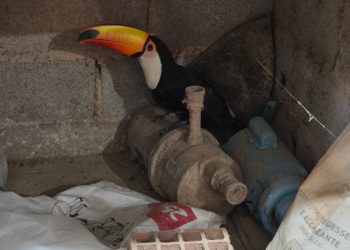 Por que o número de aparições de animais silvestres explodiu no DF