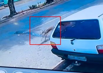 Veado é resgatado em banheiro de casa após ser atropelado no DF