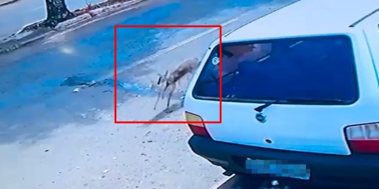 Veado é resgatado em banheiro de casa após ser atropelado no DF