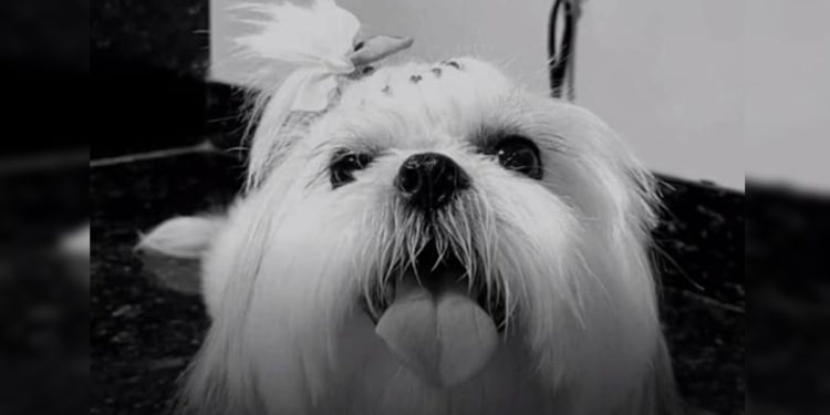 Tutora denuncia morte de cachorra em mutirão de castração no DF