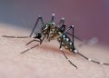 Mosquito da dengue aprende a ignorar repelente, sugere nova pesquisa