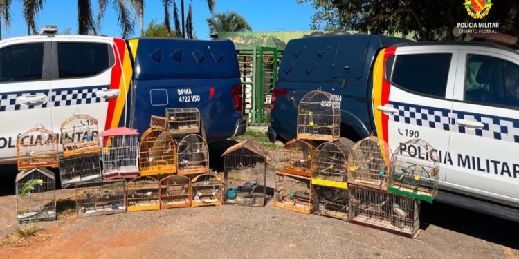 PMDF resgata 22 aves silvestres mantidas ilegalmente em cativeiro