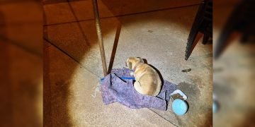 Gestor de Hospital Veterinário do DF é investigado por maus-tratos