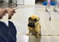DF: gestor de Hospital Veterinário culpa tutor por abandono de cadela