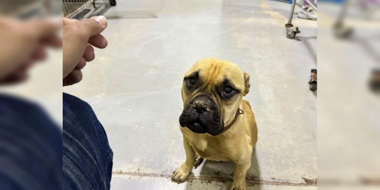DF: gestor de Hospital Veterinário culpa tutor por abandono de cadela