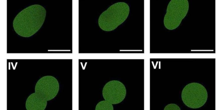 Pesquisadores desenvolvem célula sintética que se reproduz sozinha
