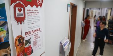 Falta de pets doadores de sangue deixa gatos e cães em risco no DF