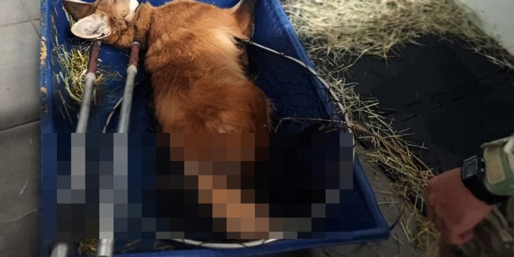 Lobo-guará fica gravemente ferido após ser atropelado em rodovia no DF