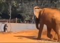 Veja o momento em que mulher invade recinto de elefante no zoo do DF