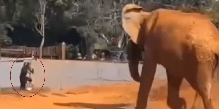 Veja o momento em que mulher invade recinto de elefante no zoo do DF