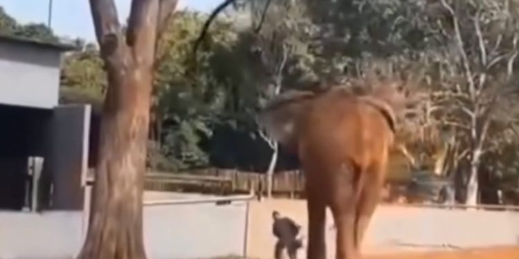 Vigilante salvou mulher segundos antes de aproximação de elefante no zoo