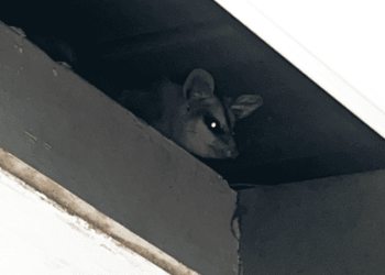 Saruê morto é encontrado dentro de caixa d’água do Cras no DF