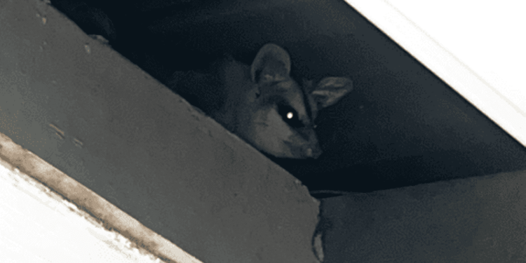 Saruê morto é encontrado dentro de caixa d’água do Cras no DF